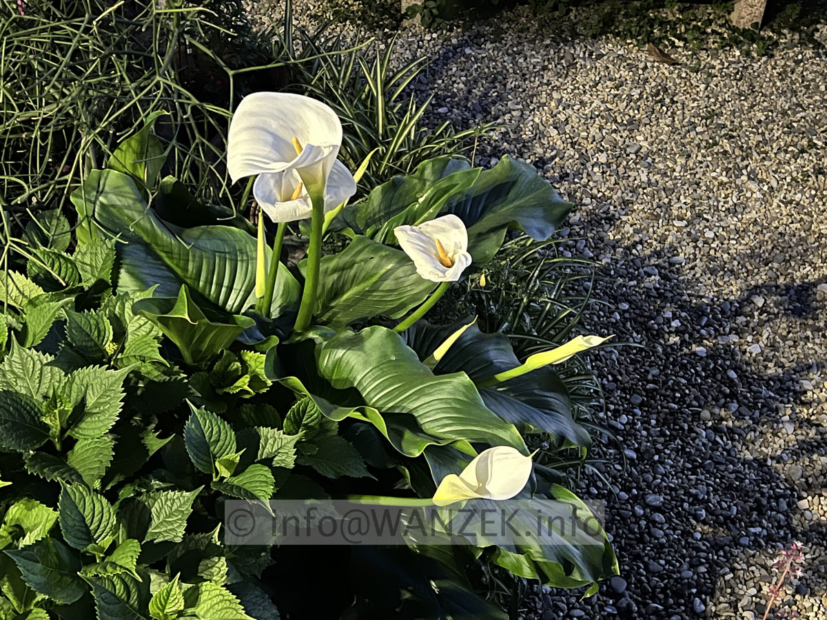 Zantedeschia aethiopica - Zimmerkalla.jpg